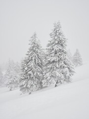 snow-covered fir trees during severe snow storm