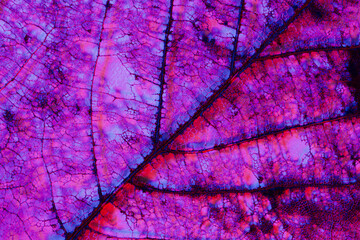 Abstract violet and blue leaf veins background
