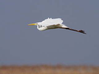 big white egret flying against the blue sky (ardea alba)