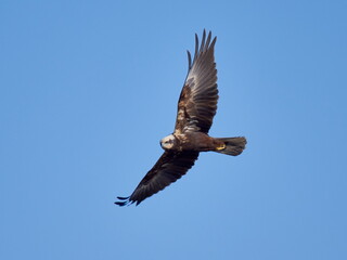 Fototapeta premium Western Marsh-harrier flying against the blue sky (Circus aeruginosus)