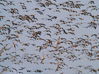 flock of wild geese (branta ruficollis) in natural habitat in winter