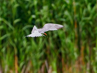 common tern in natural habitat (sterna hirundo)
