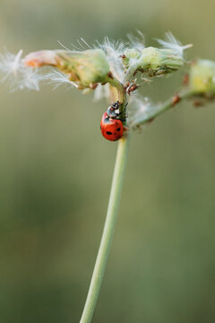 Detail of a tiny ladybug in the gardens