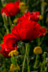 Naklejka premium Beautiful red poppies growing wild in nature near Kiryat Tivon, Israel
