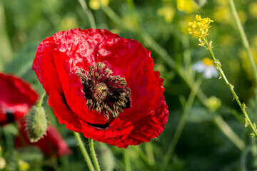 Beautiful red poppies growing wild in nature near Kiryat Tivon, Israel