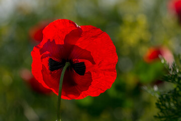 Fototapeta premium Beautiful red poppies growing wild in nature near Kiryat Tivon, Israel