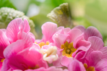 Fototapeta na wymiar Pimk primrose flowers close up colorful view. Potted primula in sprimg sunlight.