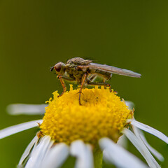 Fly on a daisy