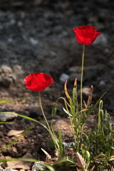Obraz premium Beautiful red poppies growing wild in nature near Kiryat Tivon, Israel