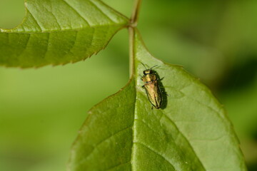Anthaxia nitidula - L'Anthaxie brillante