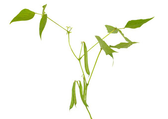 Branch of Phaseolus vulgaris
