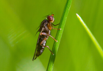Fly on a blade of grass