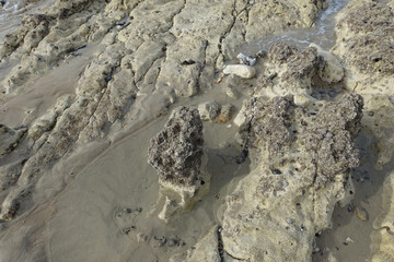 Détail de rochers sur le littoral