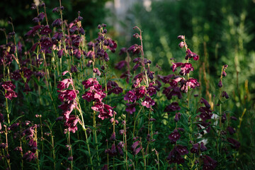 Penstemon ""Raven"" flowers in the early morning light.