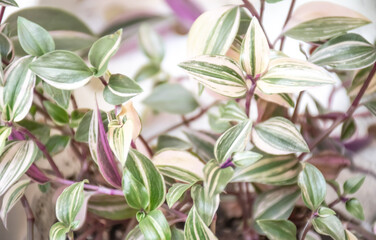 Closeup image of tradescantia tricolor plant. Pink and yellow leaves.