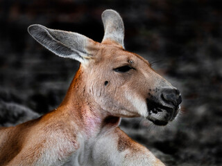Red kangaroo`s head. Latin name - Macropus rufus