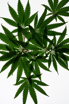 Cannabis leaves on white background