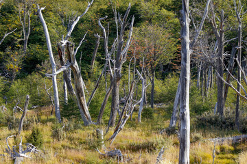 dead trees in the forest
