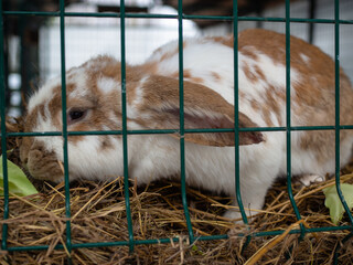 a white and brown rabbit in a cage. cute little face with big ears.