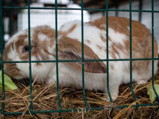 a white and brown rabbit in a cage. cute little face with big ears. petting zoo