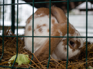 a white and brown rabbit in a cage. cute little face with big ears.