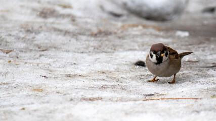 House Sparrow, Passer domesticus, standing in the snow. Close-up of a wild sparrow in the snow.