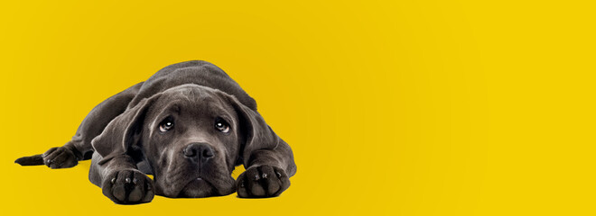 Cane Corso puppy laying in front of a yellow background
