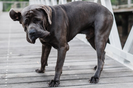 Blue neopolitan mastiff shakes