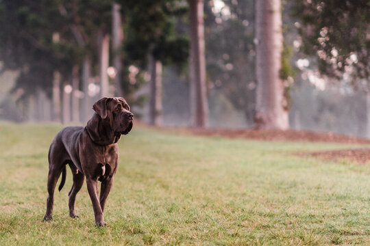 Blue neo mastiff at dawn