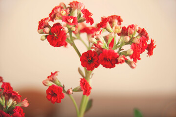 beautiful red flower