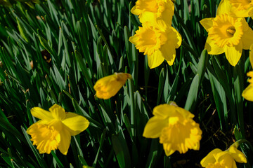 Obraz premium Bright yellow daffodils close-up in the garden. Natural floral background. Valentine's, birthday, International women's day postcard design
