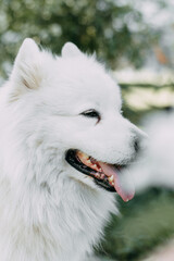 close-up portrait in profile white proud confident happy cute fluffy adorable big dog pet Samoyed animal looking into the distance resting posing with open mouth with tongue, selective focus