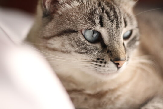 Gata branca malhada