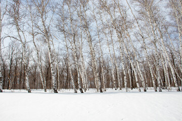 Birch Grove in winter forest in the cold