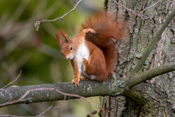 Eichhörnchen