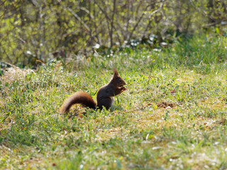 Fototapeta premium Écureuil d'Eurasie ou Écureuil roux (Sciurus vulgaris) décortiquant une noix