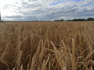 Plakat wheat field