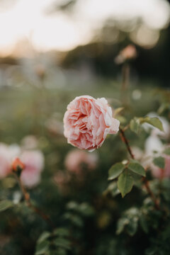 Roses In A Garden