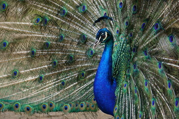 Obraz premium brazilian farm animals