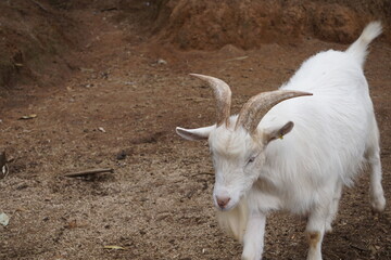 brazilian farm animals