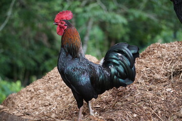 brazilian farm animals