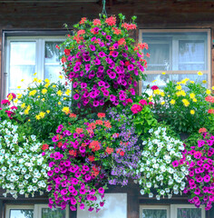 Fototapeta na wymiar Flowers in the window
