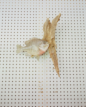 Fish Decoration