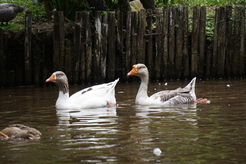 brazilian farm animals