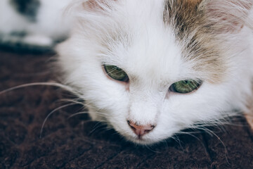 Sick young white cat lies on brown blanket in a veterinary clinic for pets. Feline health, problems with nursing kittens and cat illness concept. Selective focus