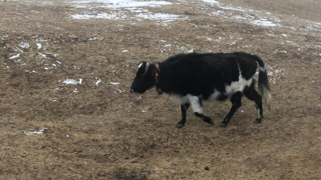 A yak or dzo walking in the highland pastures in the Himalaya Mountains.