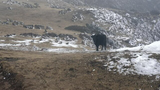 A yak or dzo walking in the highland pastures in the Himalaya Mountains.