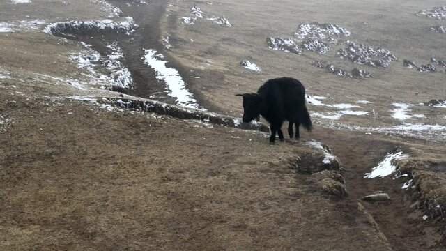 A yak or dzo walking in the highland pastures in the Himalaya Mountains.