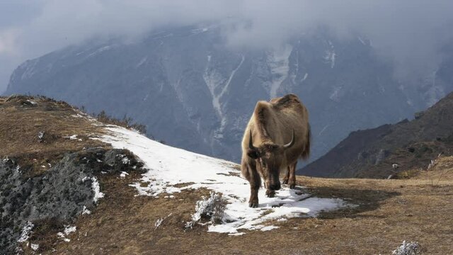 A yak standing on the edge of a cliff in the Himalaya highlands in Nepal.