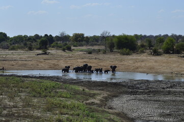 Animals in the water